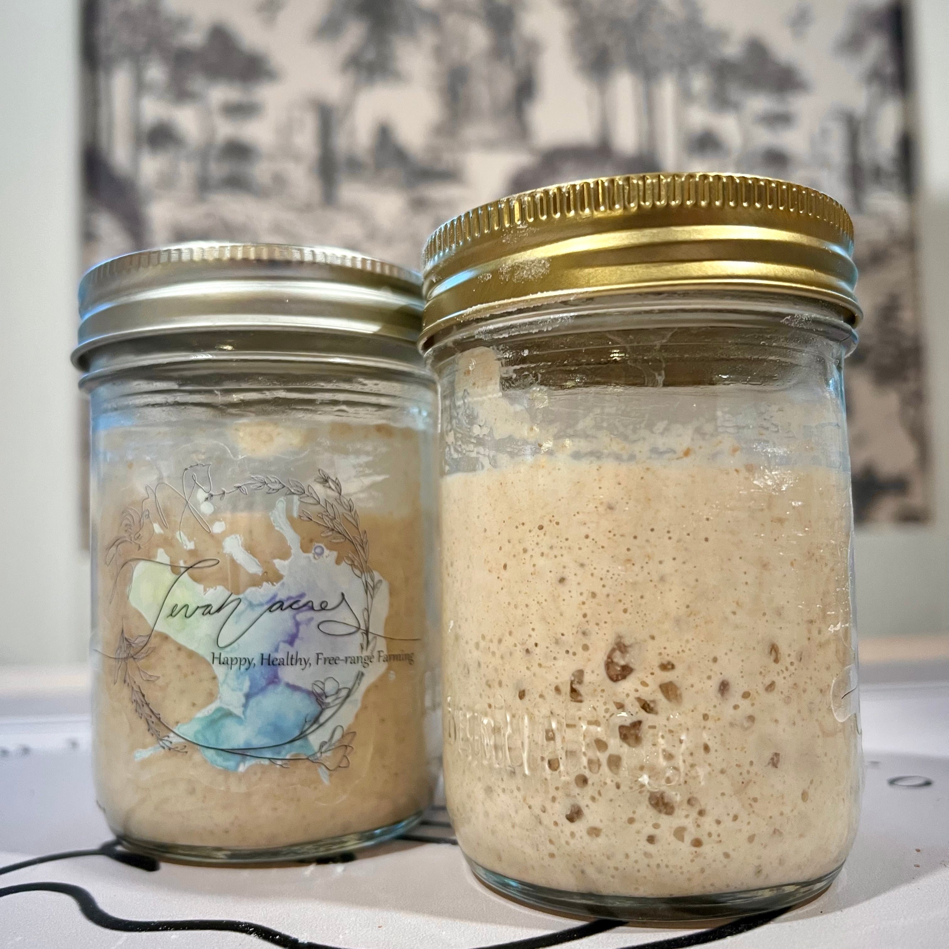 Tevah Flour Co. Freeze Dried Sourdough starter