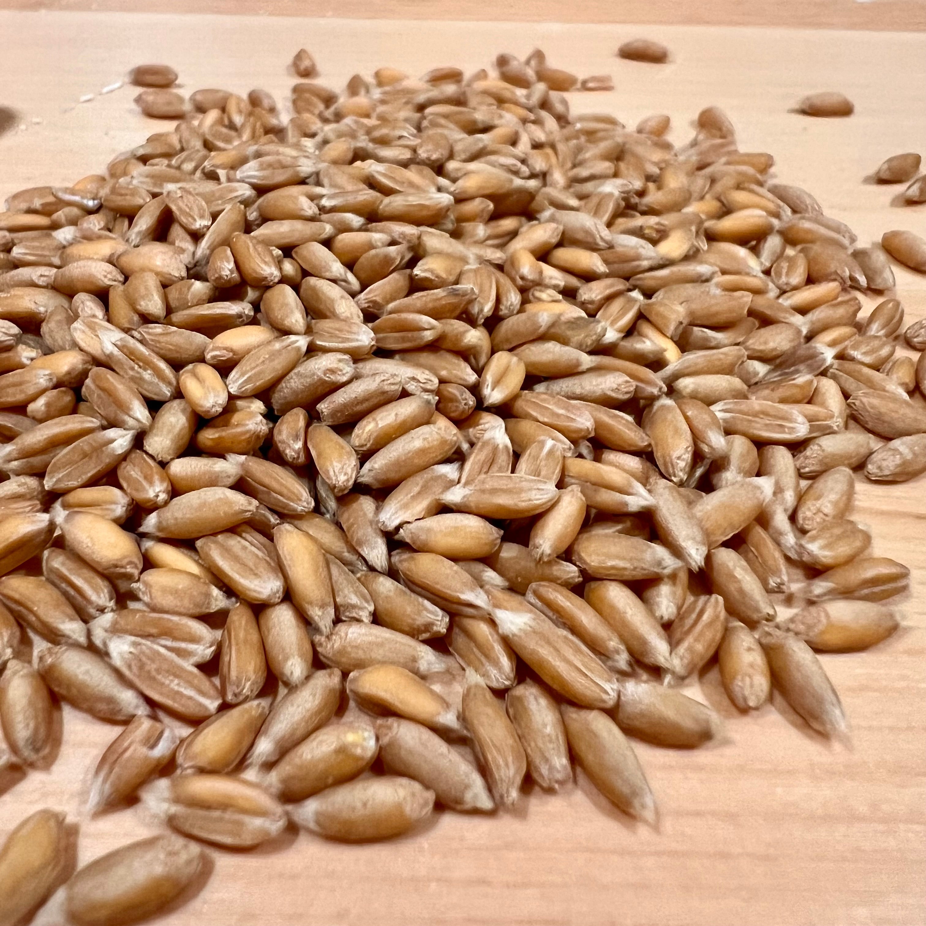 Fresh Milled Spelt Flour