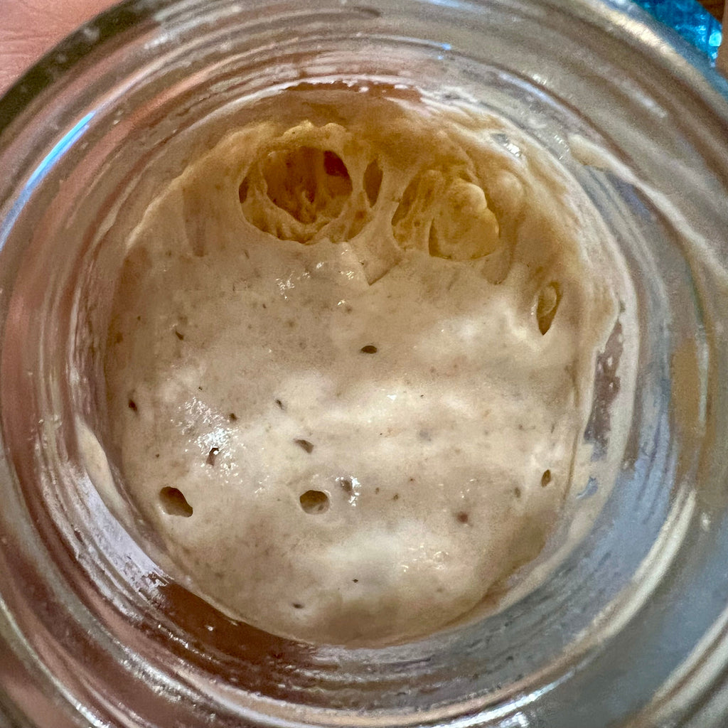 Tevah Flour Co. Freeze Dried Sourdough starter