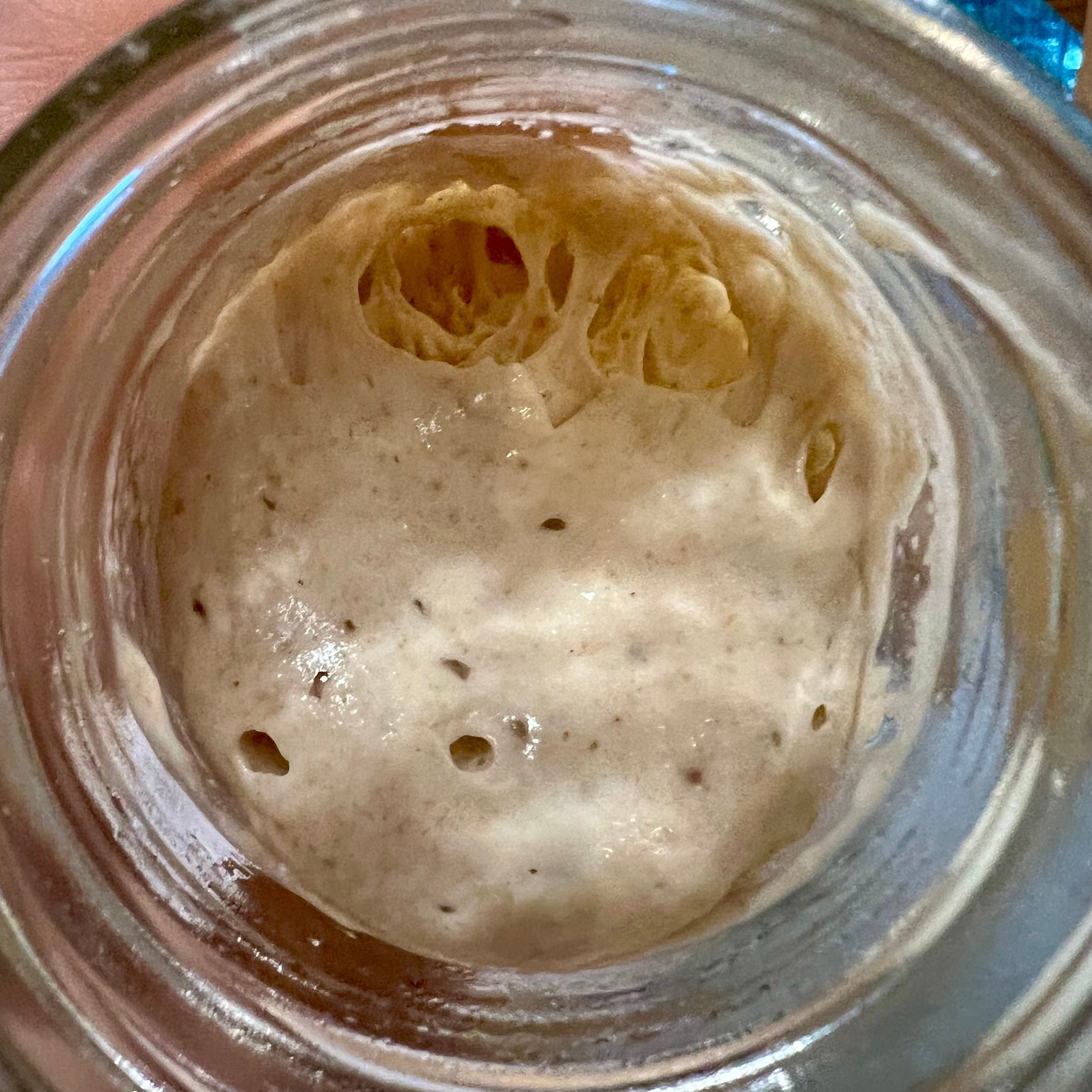 Tevah Flour Co. Freeze Dried Sourdough starter